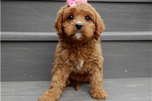 Lotus - puppy for sale
