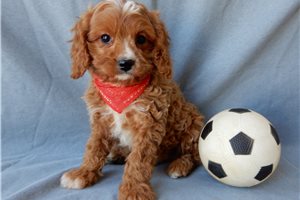 Daniel - Cavapoo for sale