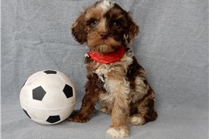 Maverick - Cockapoo for sale