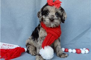 Plum - puppy for sale