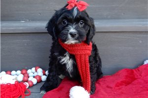 Sugarplum - Cockapoo for sale