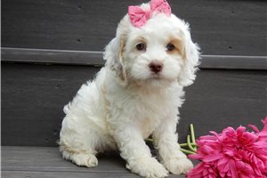 Octavia - puppy for sale