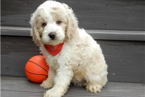 Miller - puppy for sale
