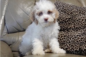 Mason - Cockapoo for sale