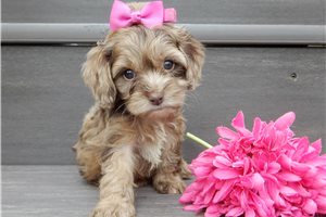 Ester - puppy for sale