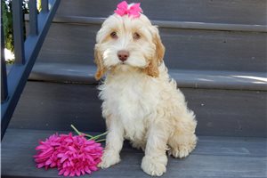 Adda - puppy for sale