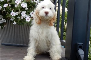 Opal - Cockapoo for sale