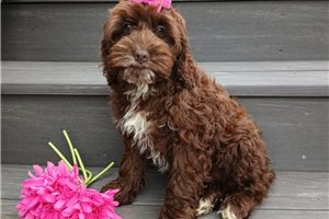 Juniper - Cockapoo for sale