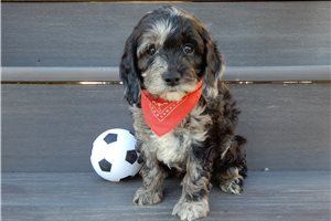 Felix - Cockapoo for sale