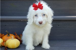 Esme - Cockapoo for sale
