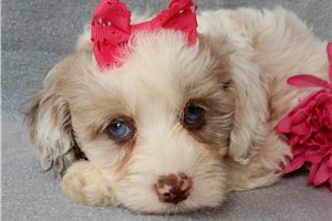 Madison - Cockapoo for sale