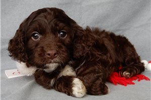 Nate - Cockapoo for sale