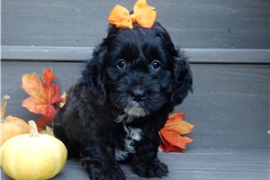 Isla - Cockapoo for sale