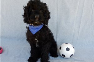 Nico - Cockapoo for sale