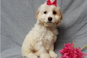 Merrybelle - puppy for sale
