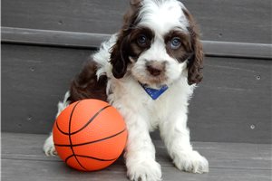 Oliver - Cockapoo for sale