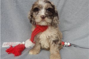 Monroe - puppy for sale