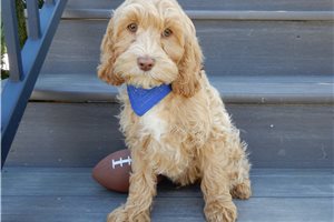 Acorn - puppy for sale