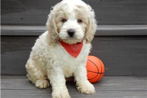 Miller - Cockapoo for sale