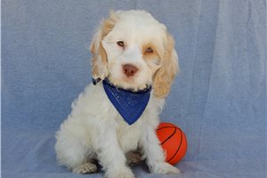 Owen - Cockapoo for sale