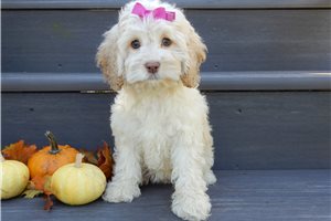 Etta - Cockapoo, placed in Mansfield