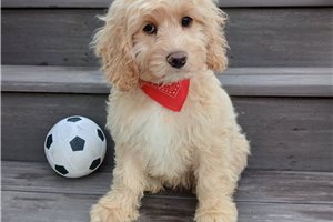 Joey - Cockapoo for sale