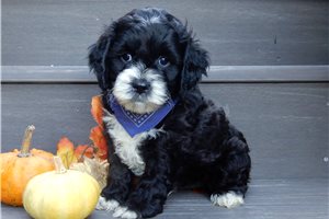Isaiah - Cockapoo for sale