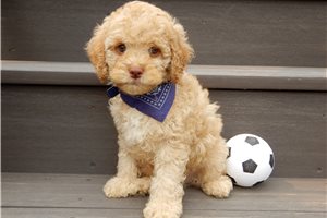 Ericson - puppy for sale