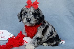 Poppy - Cockapoo for sale