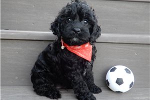Nico - Cockapoo for sale