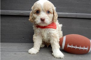 Adler - Cockapoo for sale