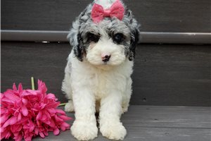 Esme - Cockapoo for sale