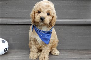 Milton - puppy for sale