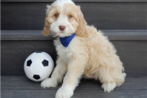 Adler - Cockapoo for sale