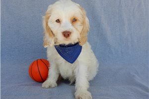 Owen - Cockapoo for sale