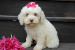 Erica - Cockapoo for sale