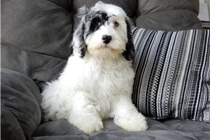 Pamela - Cockapoo for sale