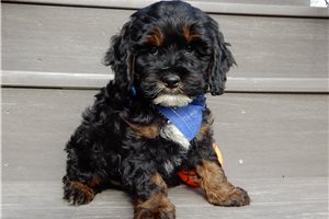 Fitzgerald - Cockapoo for sale