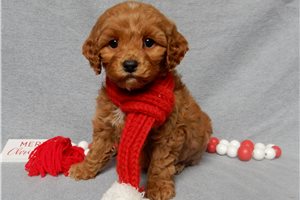 Mikey - Cockapoo for sale