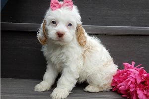 Opal - Cockapoo for sale