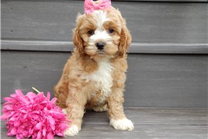 Maxima - puppy for sale