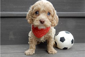 Acorn - Cockapoo for sale
