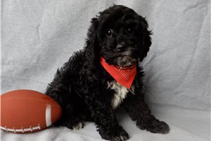 Memphis - Cockapoo for sale