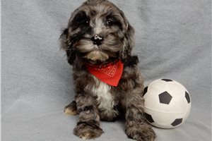 Percy - Cockapoo for sale