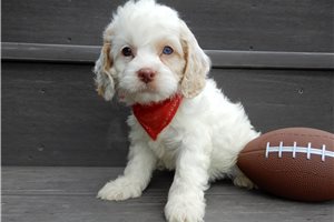 Owen - Cockapoo for sale