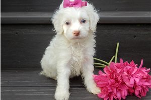 Esme - puppy for sale