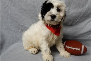 Jingle - puppy for sale