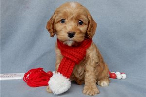 Plato - Cockapoo for sale
