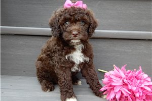 Eleanor - Cockapoo for sale