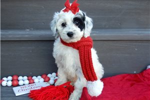 Winter Skye - puppy for sale